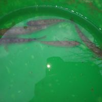 Vend sandres,carpes,gardons,goujons,perches #2