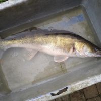 Vend sandres,carpes,gardons,goujons,perches