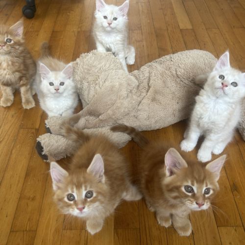 6 magnifiques chaton loof maine coon