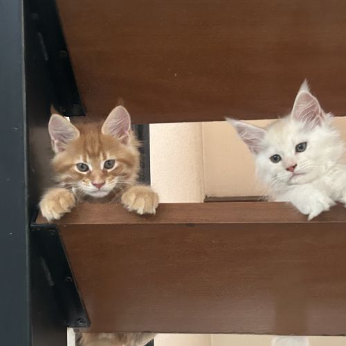 6 magnifiques chaton loof maine coon #3