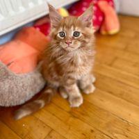 6 magnifiques chaton loof maine coon #1