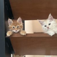 6 magnifiques chaton loof maine coon #3