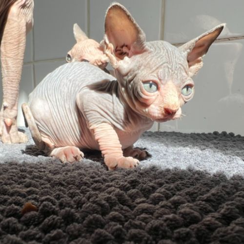 Chaton loof sphynx #1
