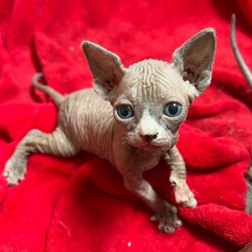 Chaton loof sphynx #2