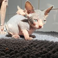 Chaton loof sphynx #1