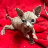 Chaton loof sphynx #2