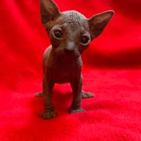 Chaton loof sphynx #3