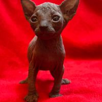 Chaton loof sphynx #0