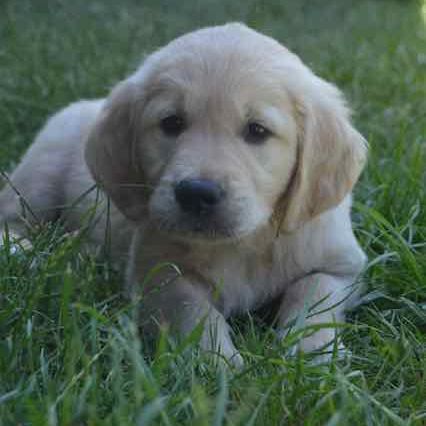 3 magnifiques  golden retriever disponibles #0