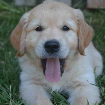 3 magnifiques  golden retriever disponibles #5
