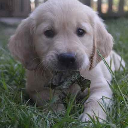 3 magnifiques  golden retriever disponibles #8