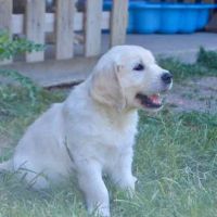 3 magnifiques  golden retriever disponibles #1