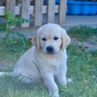 3 magnifiques  golden retriever disponibles #2