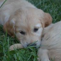 3 magnifiques  golden retriever disponibles #4