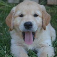 3 magnifiques  golden retriever disponibles #5