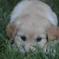 3 magnifiques  golden retriever disponibles #6