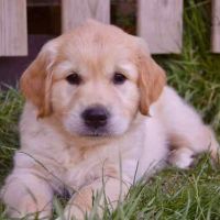 3 magnifiques  golden retriever disponibles #7