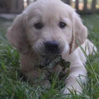 3 magnifiques  golden retriever disponibles #8