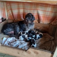 Chiots drathaar dispo le 10 juillet