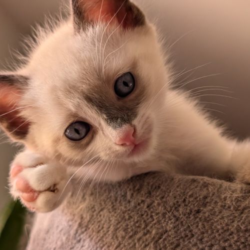 Adorable chaton snowshoe loof #2
