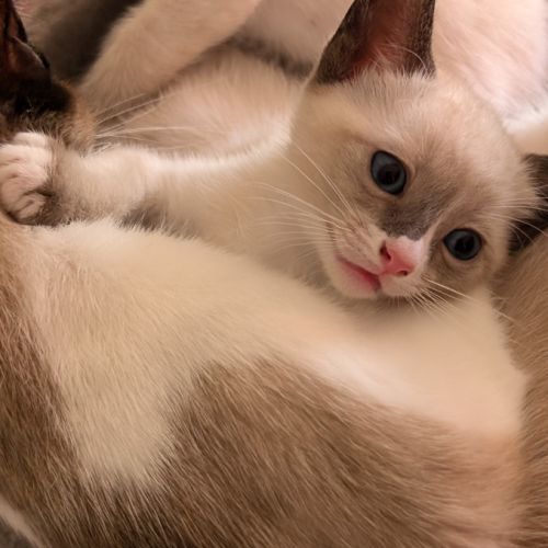 Adorable chaton snowshoe loof #3