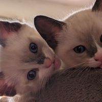 Adorable chaton snowshoe loof #0