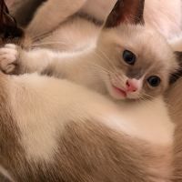 Adorable chaton snowshoe loof #3