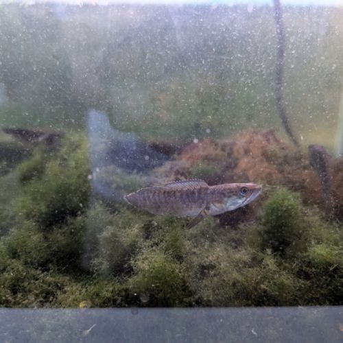 Vend channas gachua #1