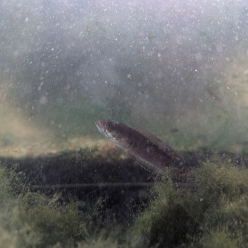 Vend channas gachua #2