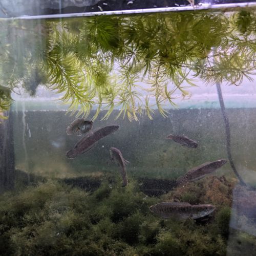 Vend channas gachua #3