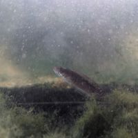 Vend channas gachua #2