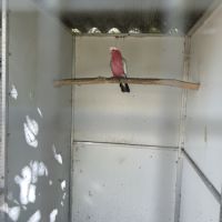 Amazone front bleu #2