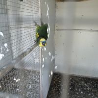 Amazone front bleu #3