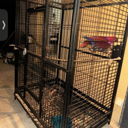 Vend perroquet eclectus #1