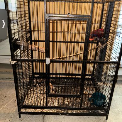 Vend perroquet eclectus