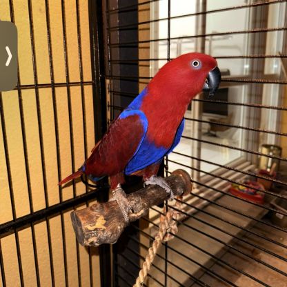 Vend perroquet eclectus #3