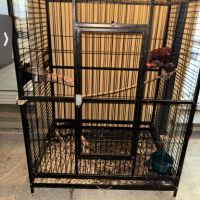 Vend perroquet eclectus #0