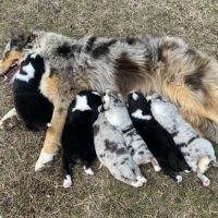 Chiots berger australien lof