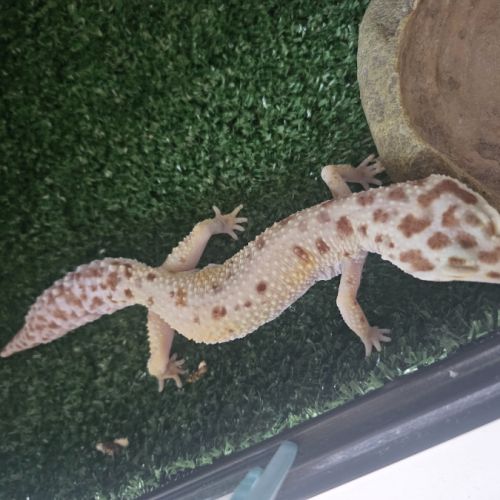 Gecko léopard #1