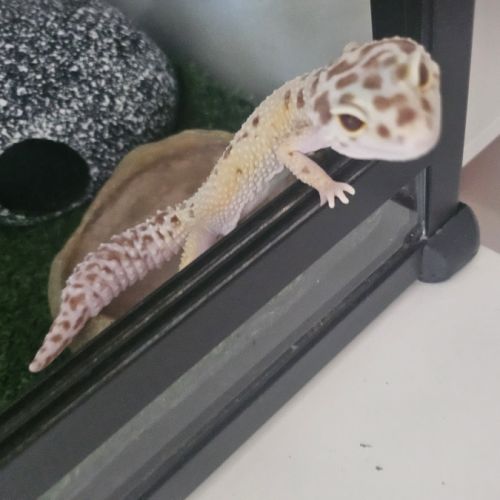 Gecko léopard #2