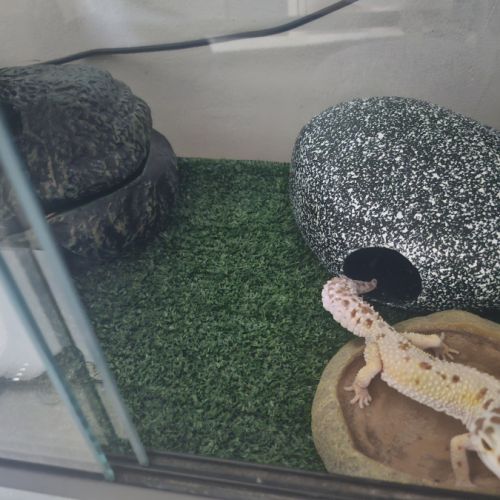 Gecko léopard #0