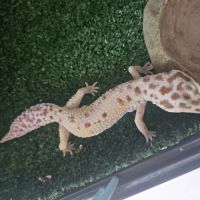 Gecko léopard #1