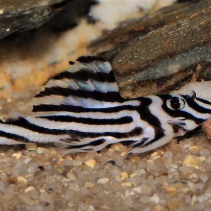 Jeunes hypancistrus zebra #3
