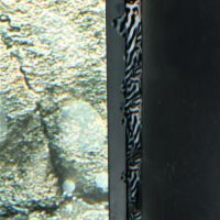 Jeunes hypancistrus zebra #2