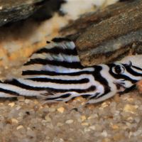 Jeunes hypancistrus zebra #3