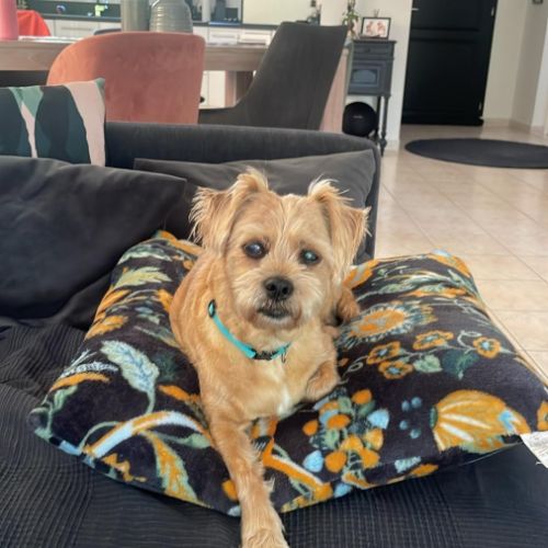 Petit chien male croisé pinscher shih-tzu #2