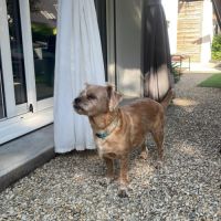 Petit chien male croisé pinscher shih-tzu #0