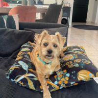 Petit chien male croisé pinscher shih-tzu #2