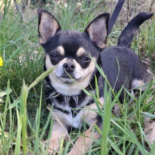 Magnifiques femelles chihuahuas non lof #1