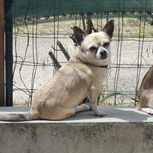 Magnifiques femelles chihuahuas non lof #2